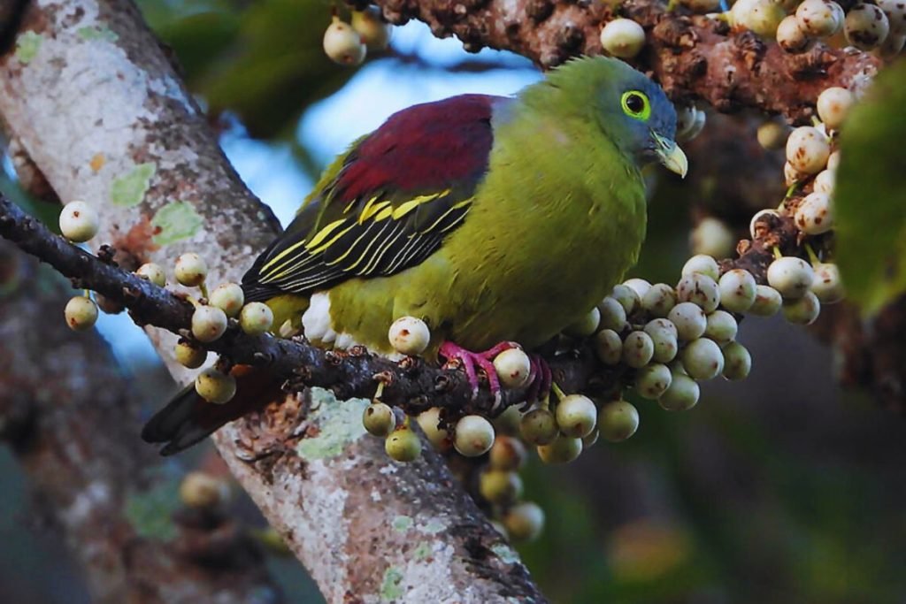 Green Pigeon Species (Treron sp.)