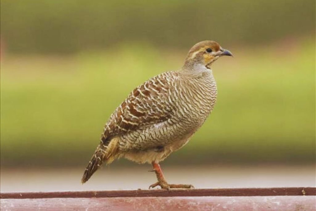 Grey Francolin in Rajaji National Park