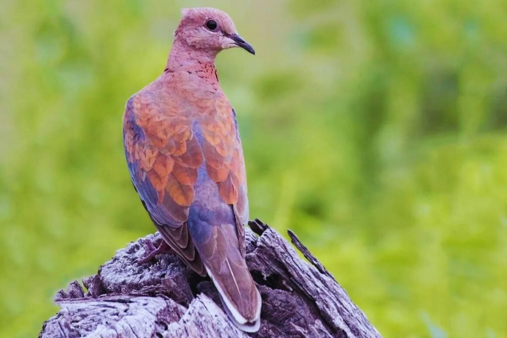 Laughing Dove (Spilopelia senegalensis)