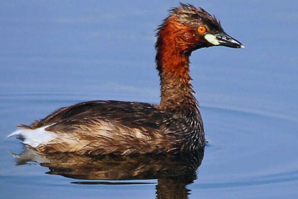 Little Grebe in Rajaji National Park