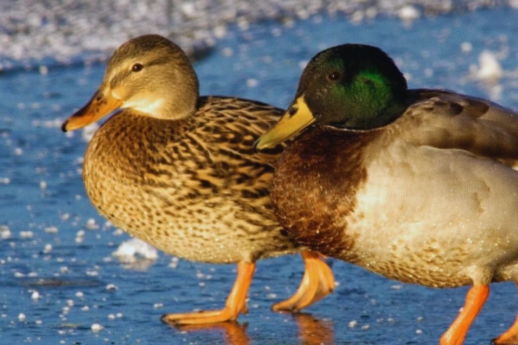 Mallard in Rajaji National Park