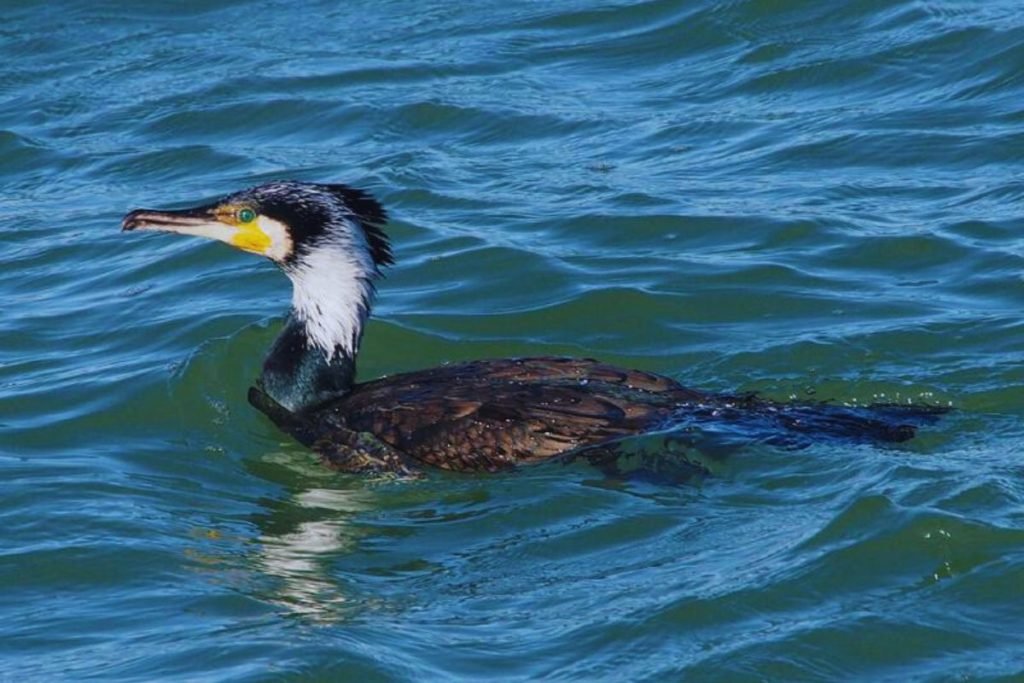 Great Cormorant