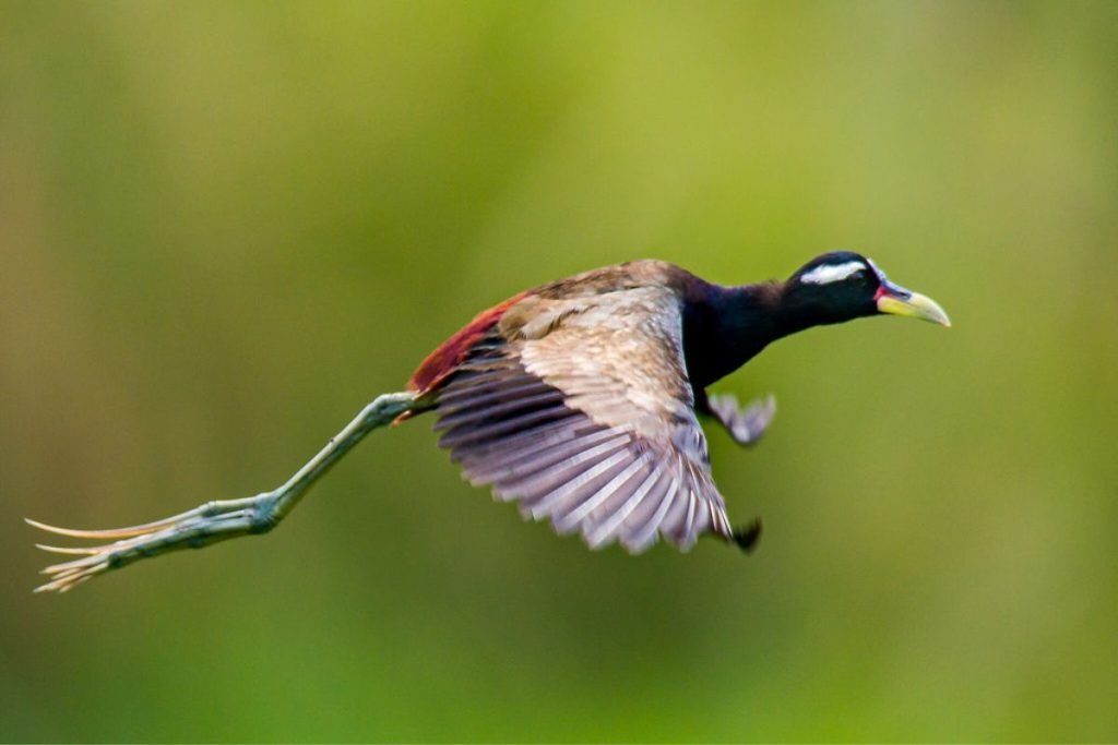 Bronze-winged Jacana Rajaji National Park