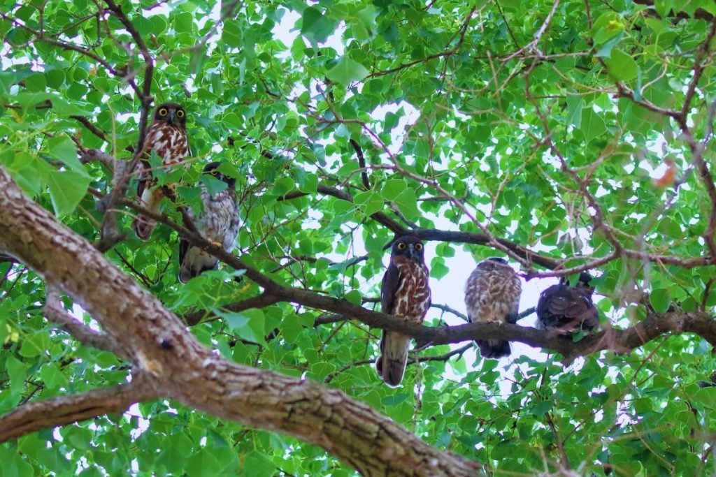 Brown Hawk-Owl in Rajaji National Park