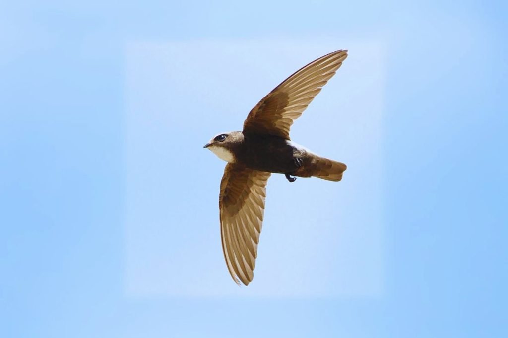 Little Swift