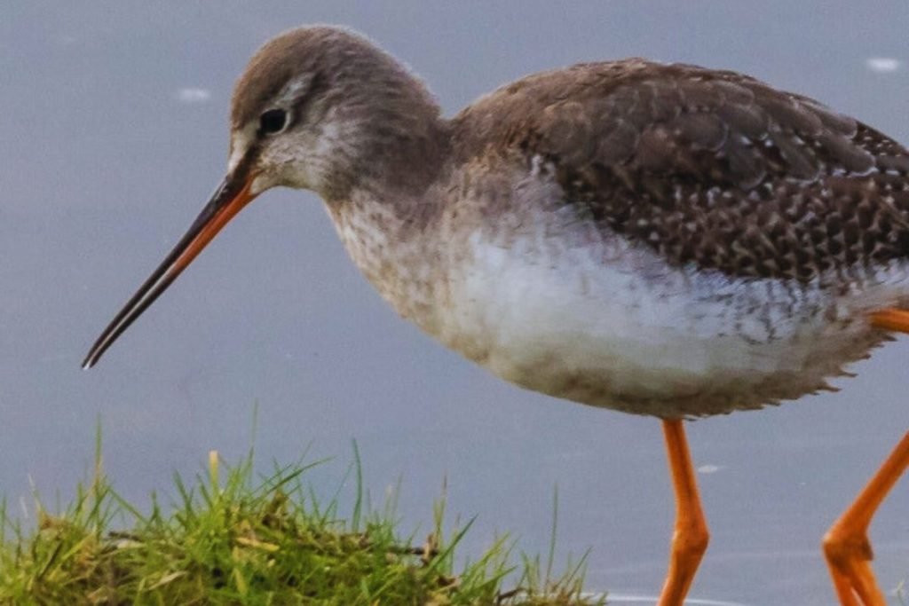 Common Redshank in Rajaji National Park