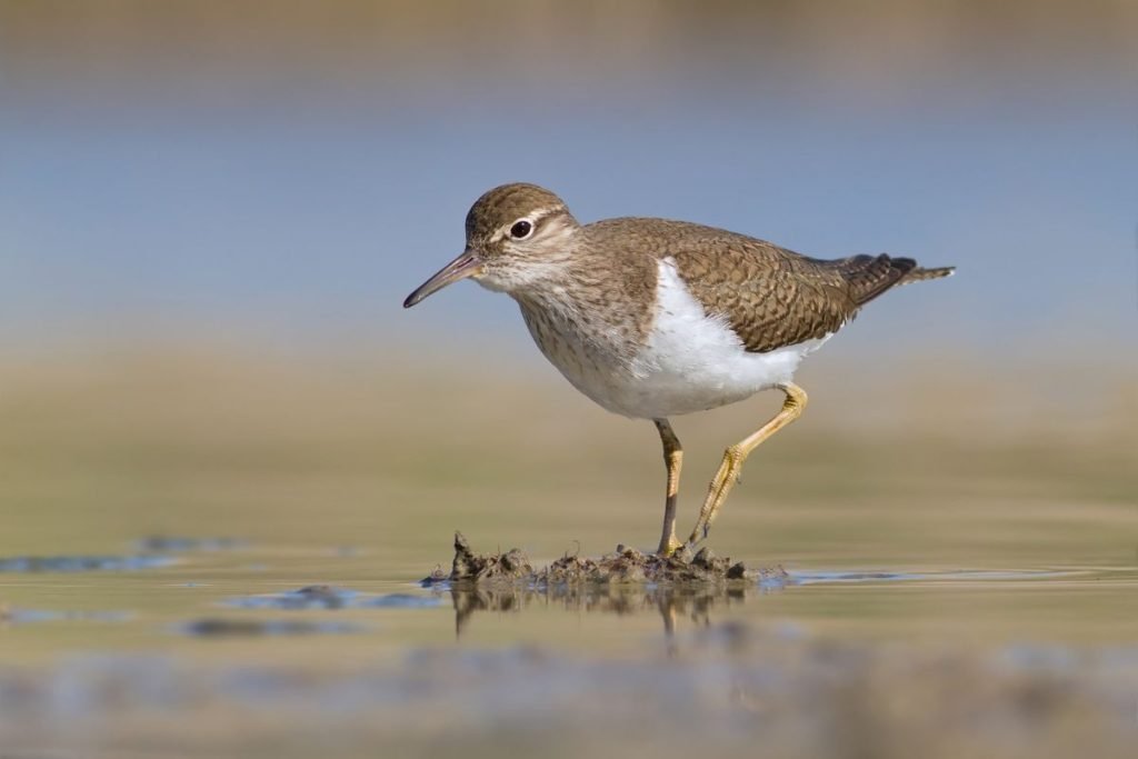 Common Sandpiper