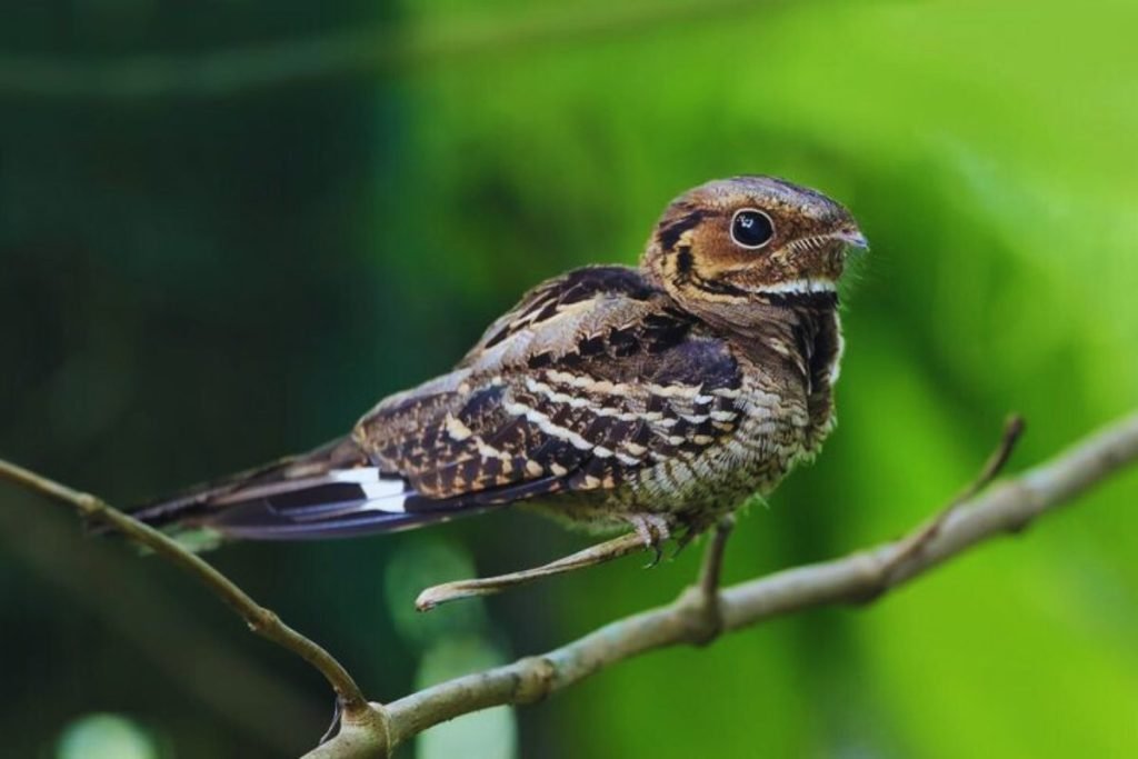 Large-tailed Nightjar