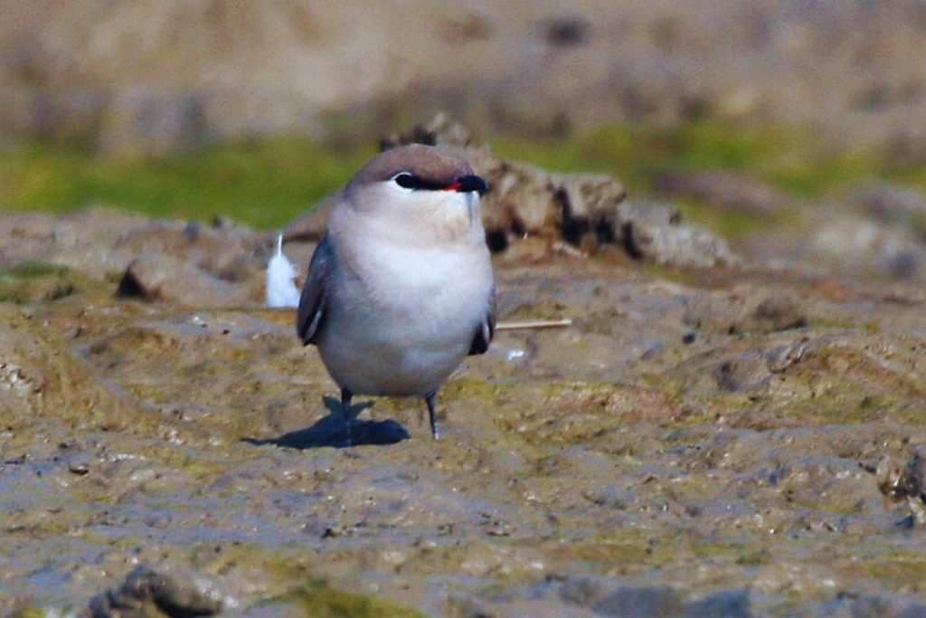 Small Pratincole