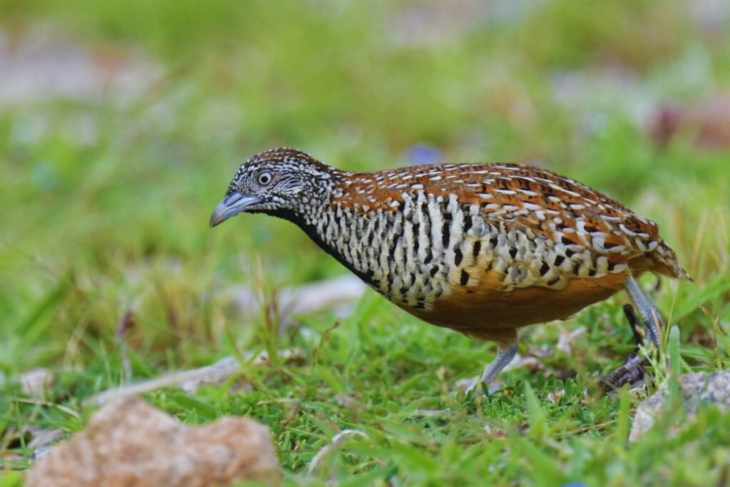 Barred Buttonquail