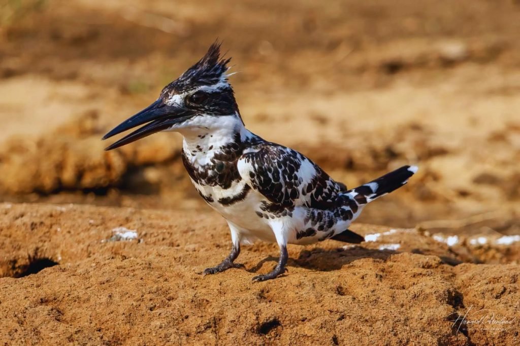 Pied Kingfisher