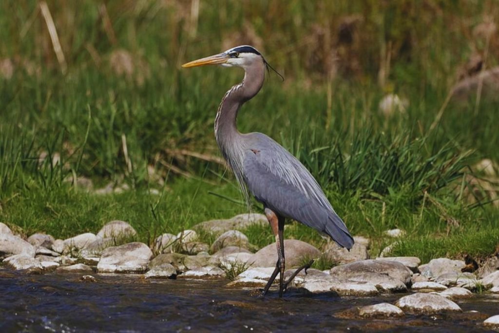 Herons and Allies