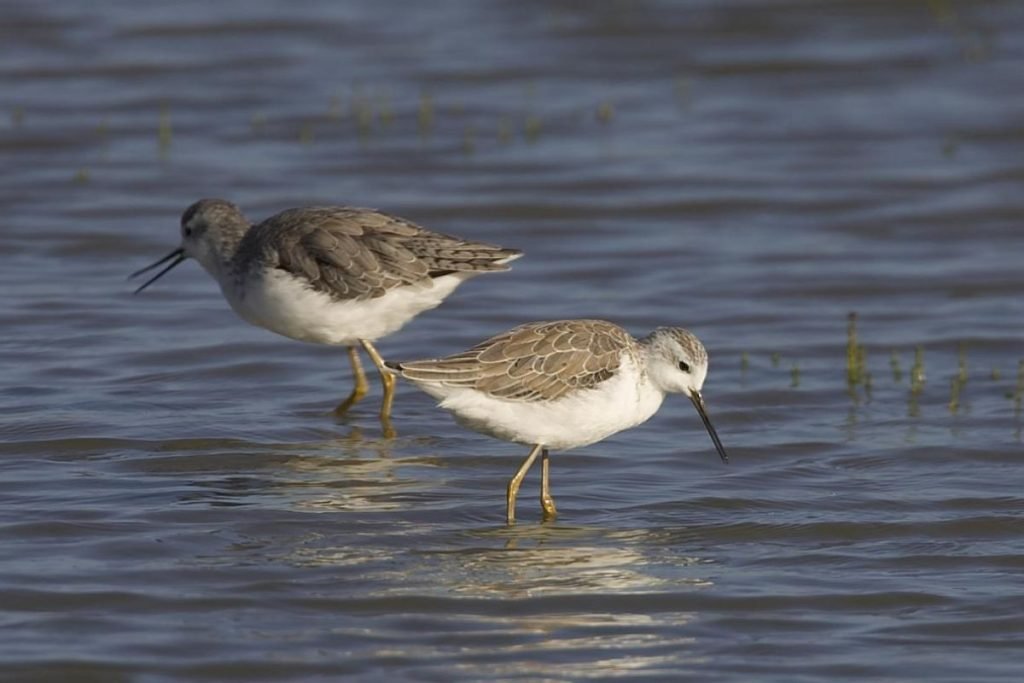Marsh Sandpiper