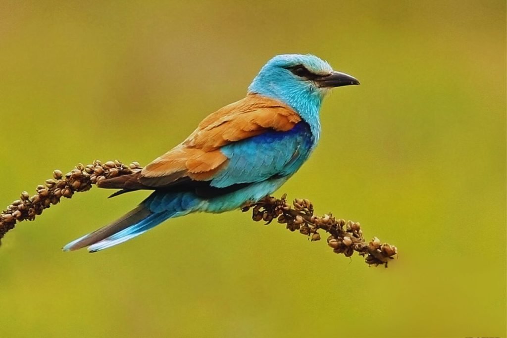 European Roller in Rajaji