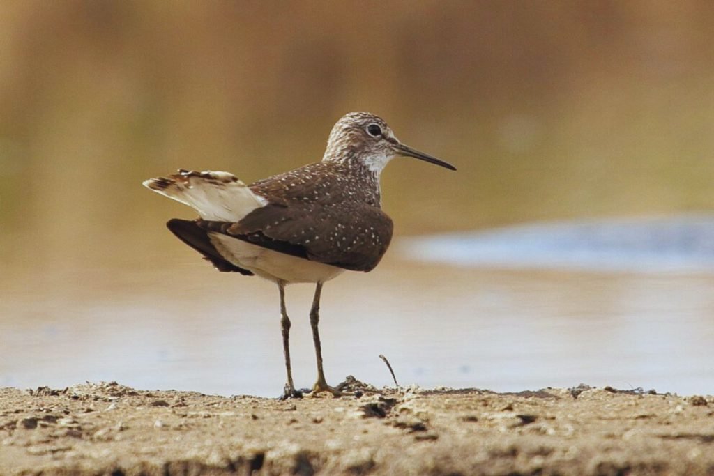 Green Sandpiper in  Rajaji National Park