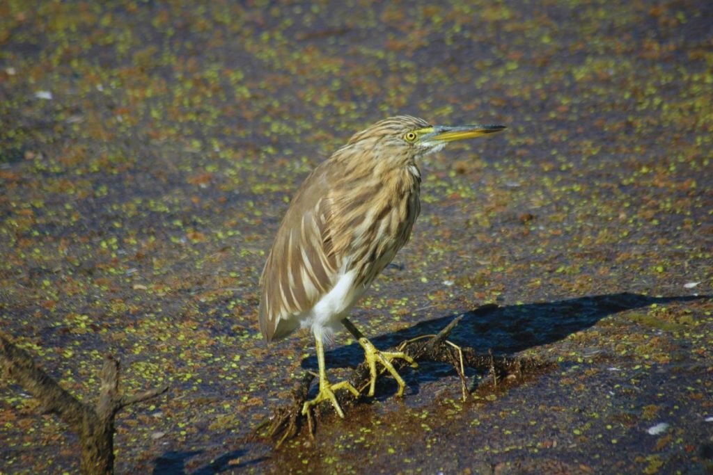 Indian Pond-Heron