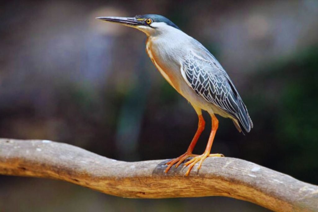 Striated Heron