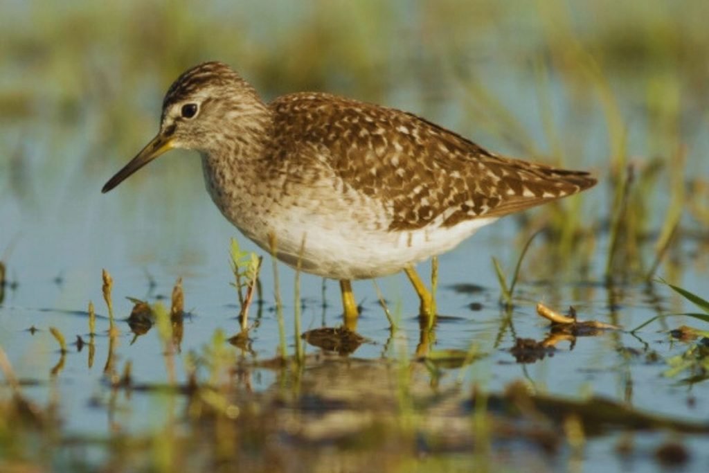 Wood Sandpiper in Rajaji National Park