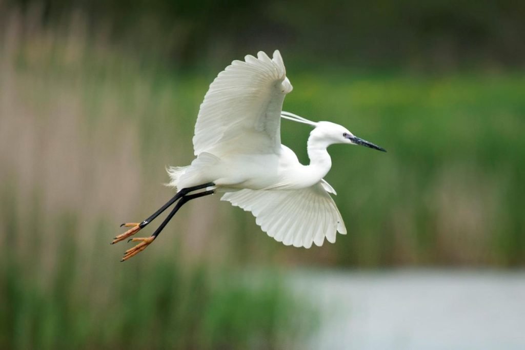 Little Egret