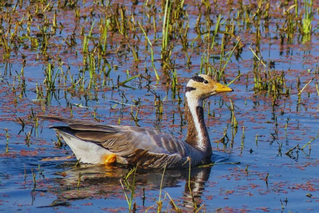 Bar-headed Goose