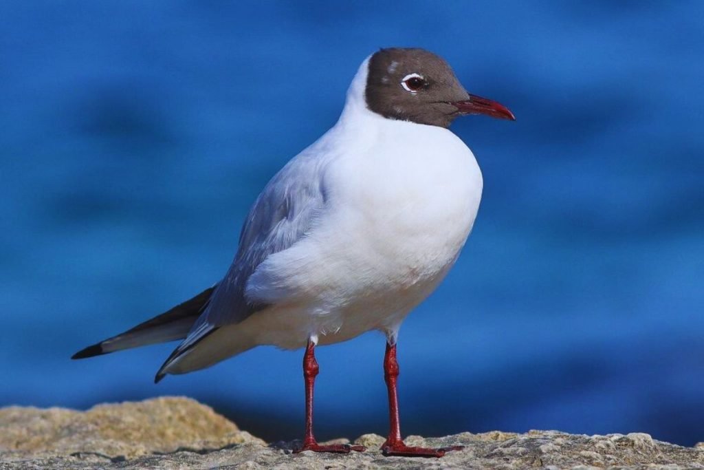 Black-headed Gull