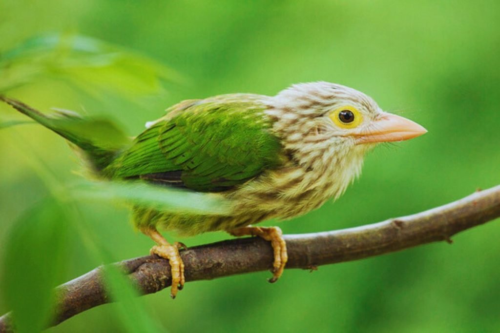 Lineated Barbet in Rajaji National Park