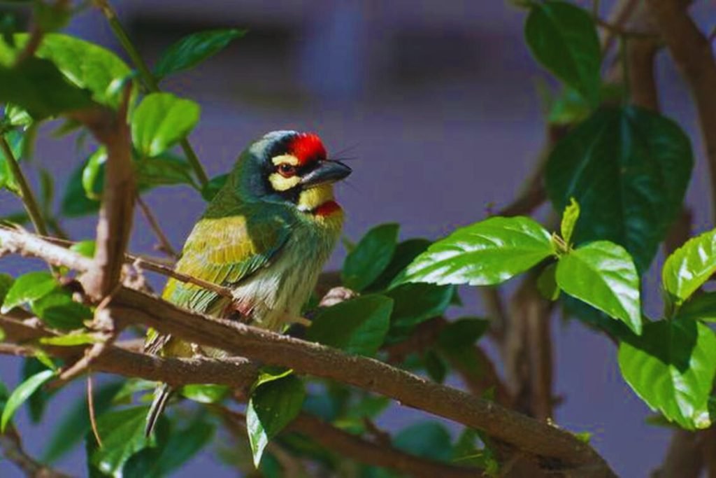 Coppersmith Barbet in Rajaji National Park