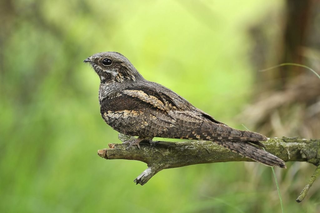Nightjars in Rajaji