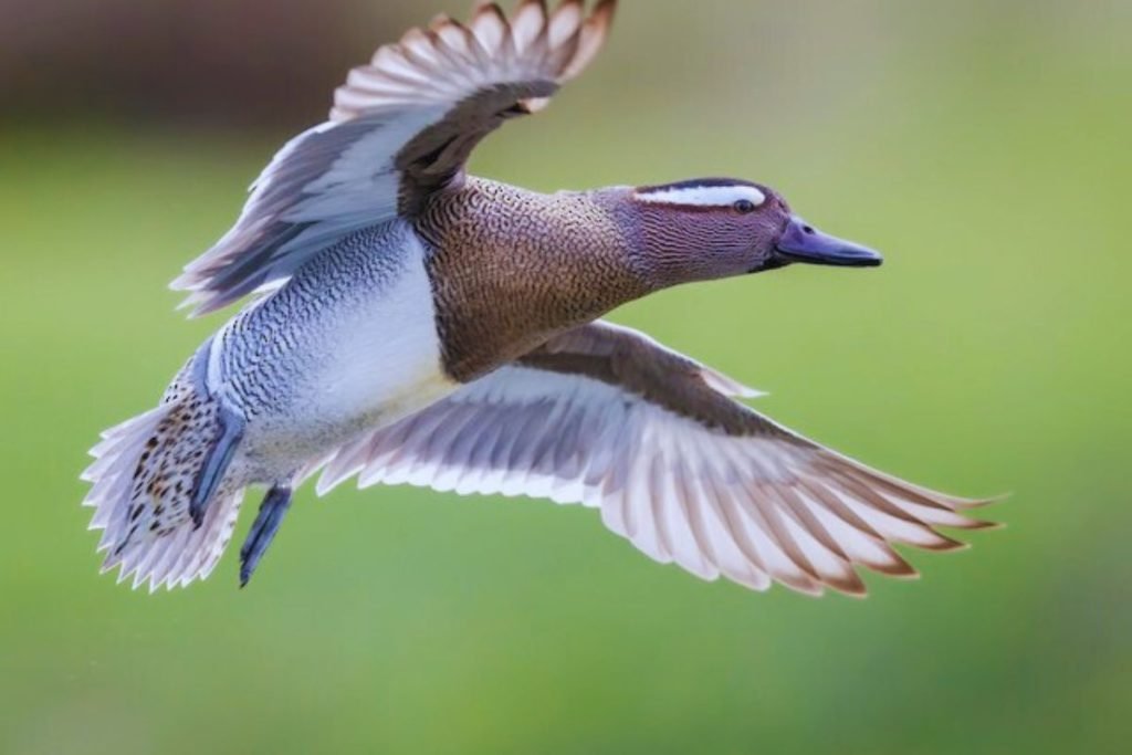 Garganey