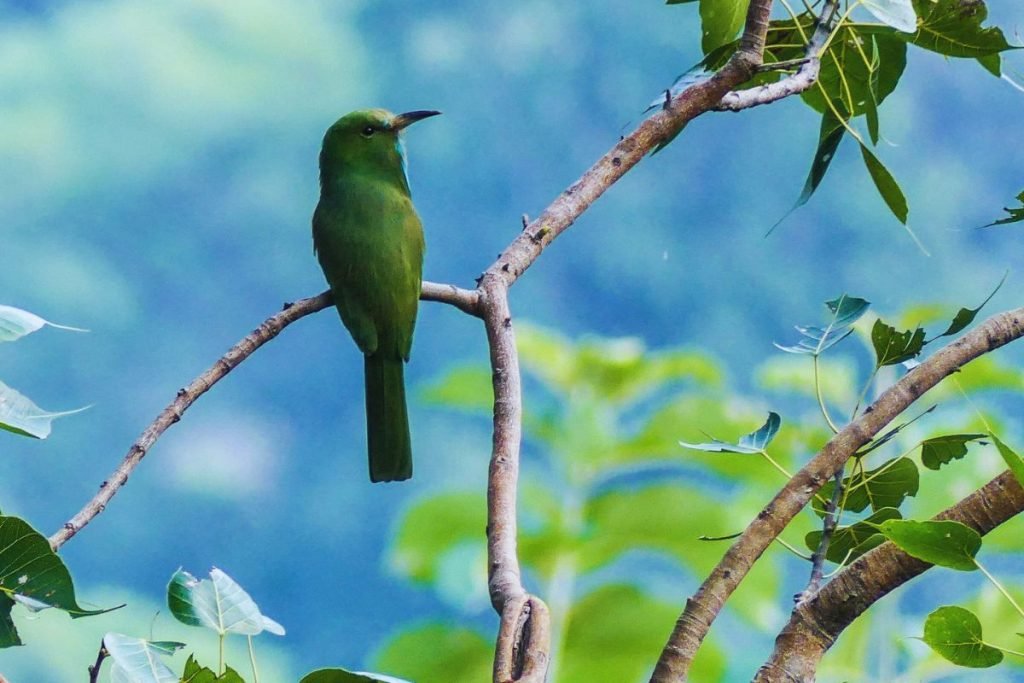 Bee-eater in Rajaji National Park