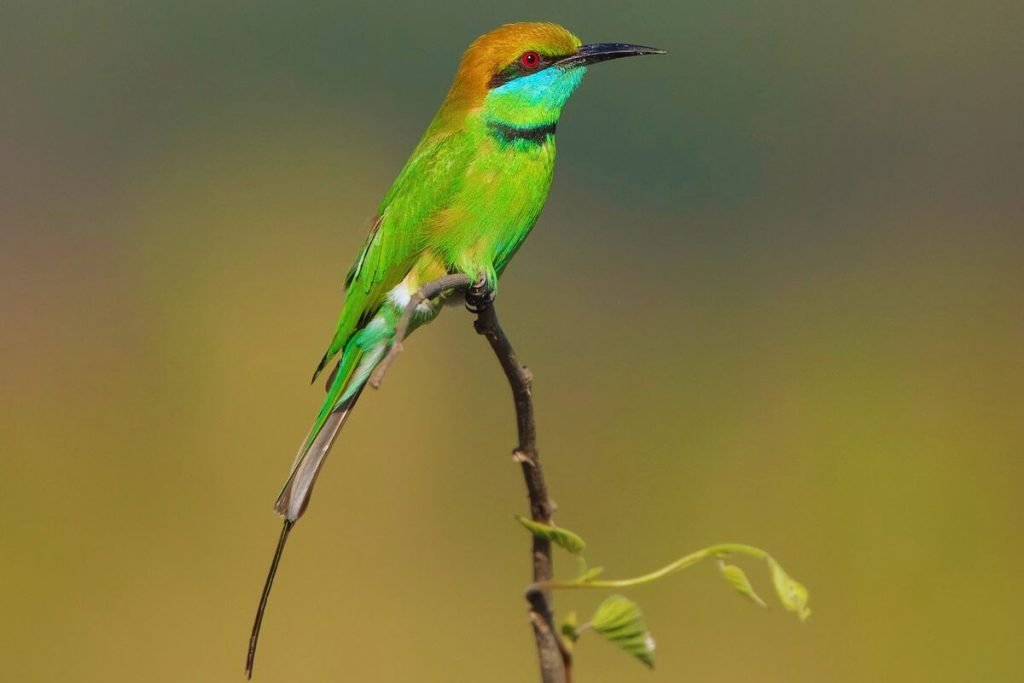 The Asian Green Bee-eater in Rajaji National Park