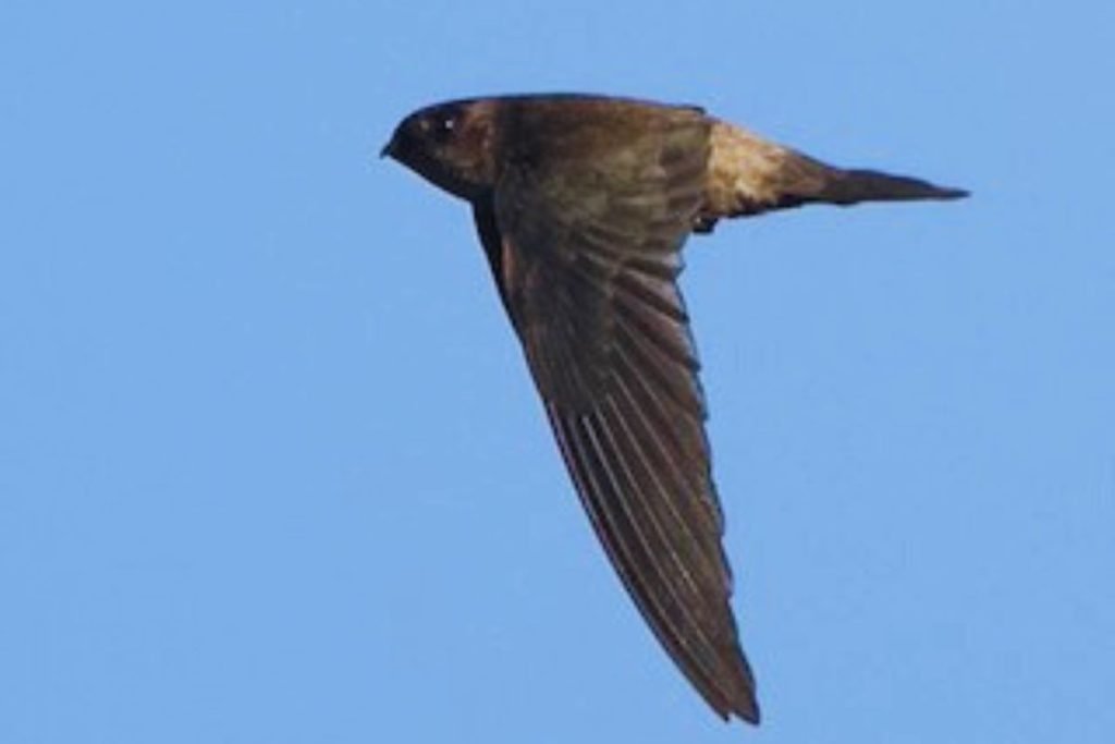 Himalayan Swiftlet
