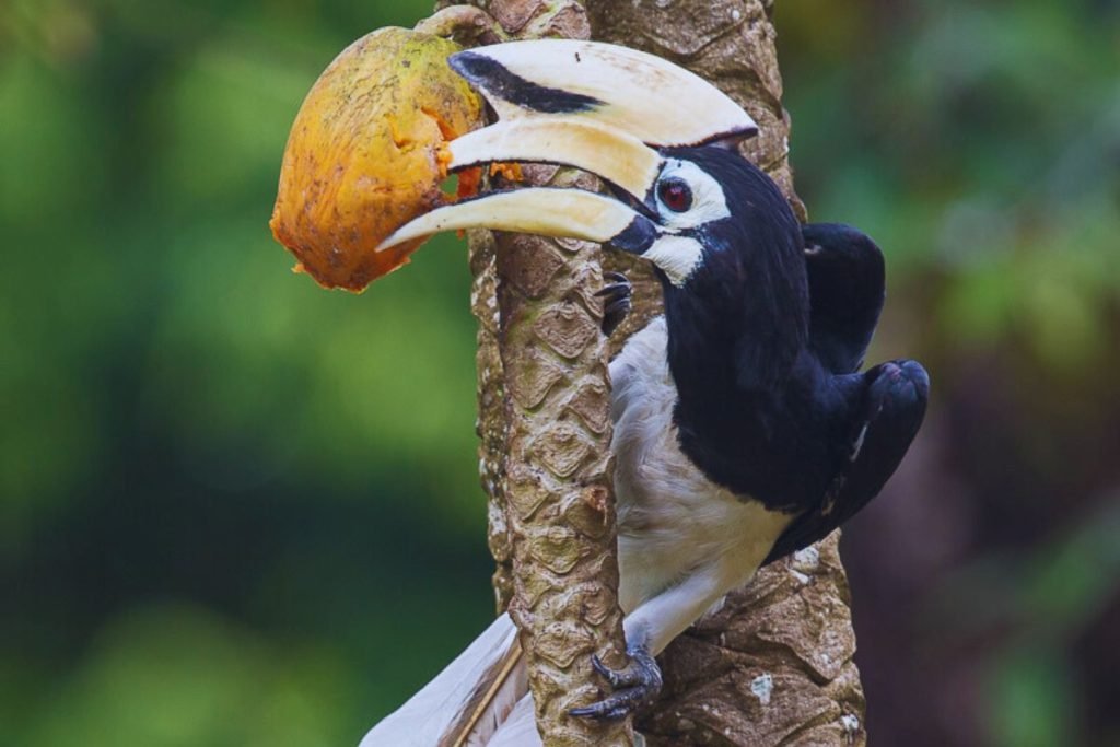Oriental Pied-Hornbill 