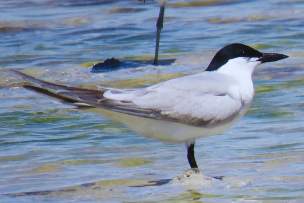 Gulls, terns, and skimmers
