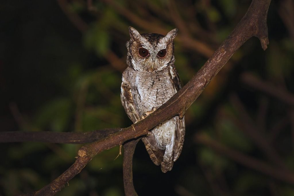 Collared Scops-Owl in Rajaji National Park