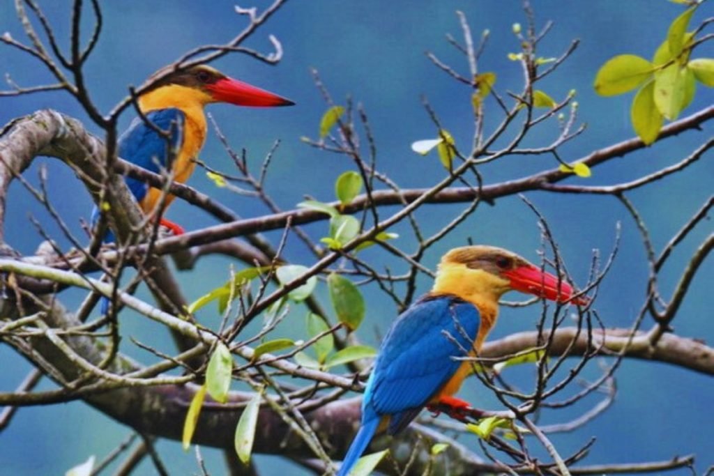 Stork-billed Kingfisher