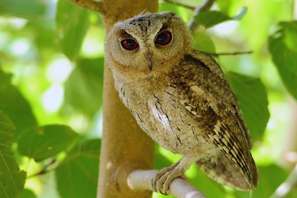 Indian Scops-Owl