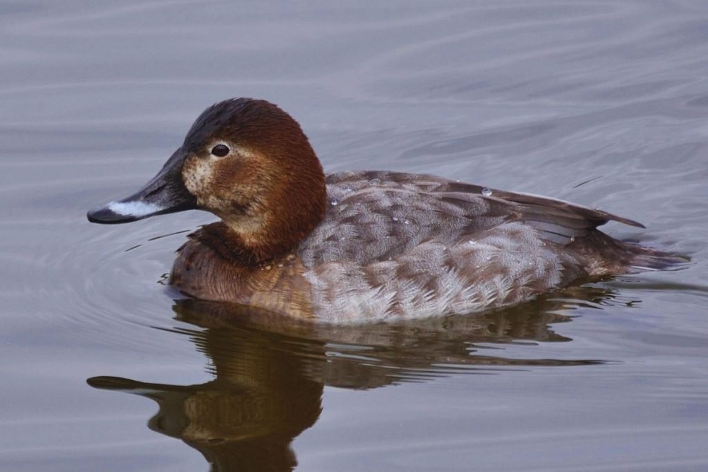 Common Pochard in Rajaji National Park