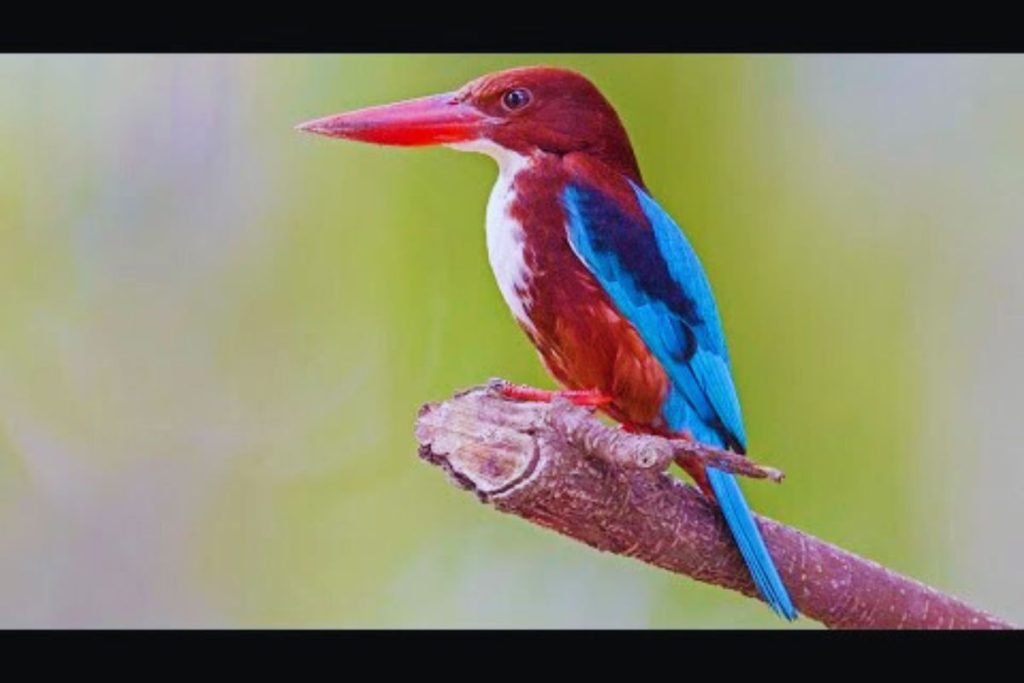 White-throated Kingfisher