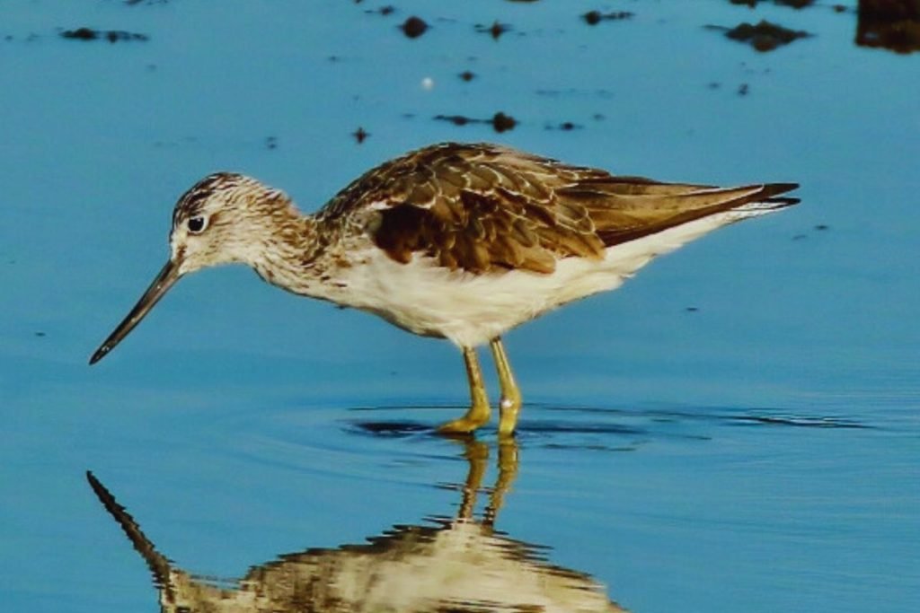 Common Greenshank in Rajaji National Park