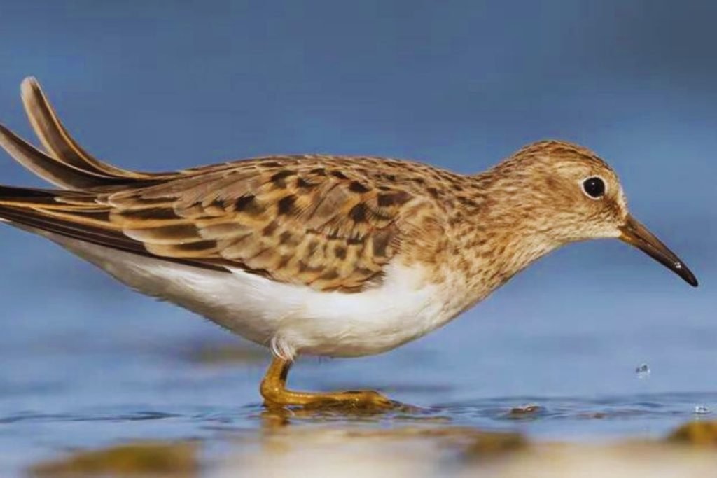 Temminck's Stint in Rajaji National Park