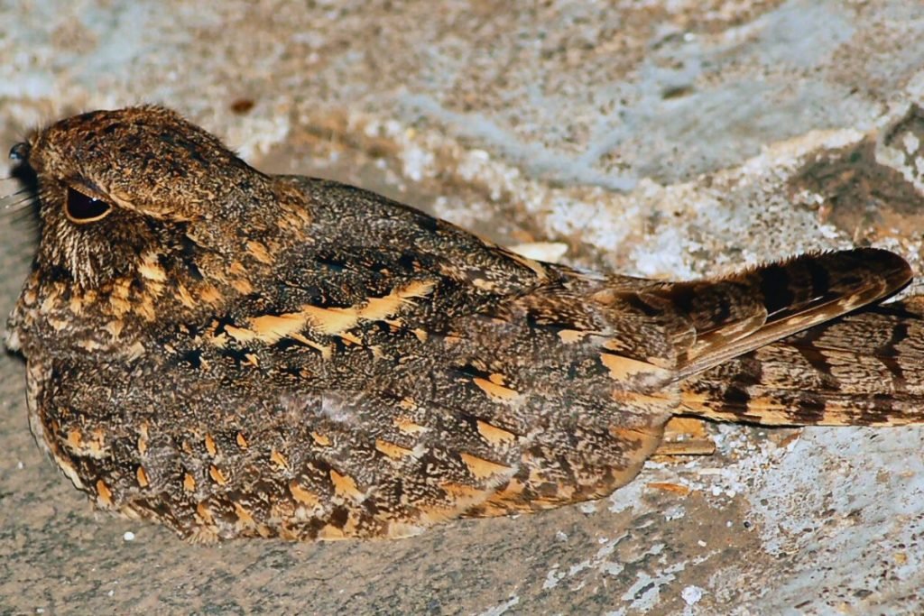 Savanna Nightjar in Rajaji National Park