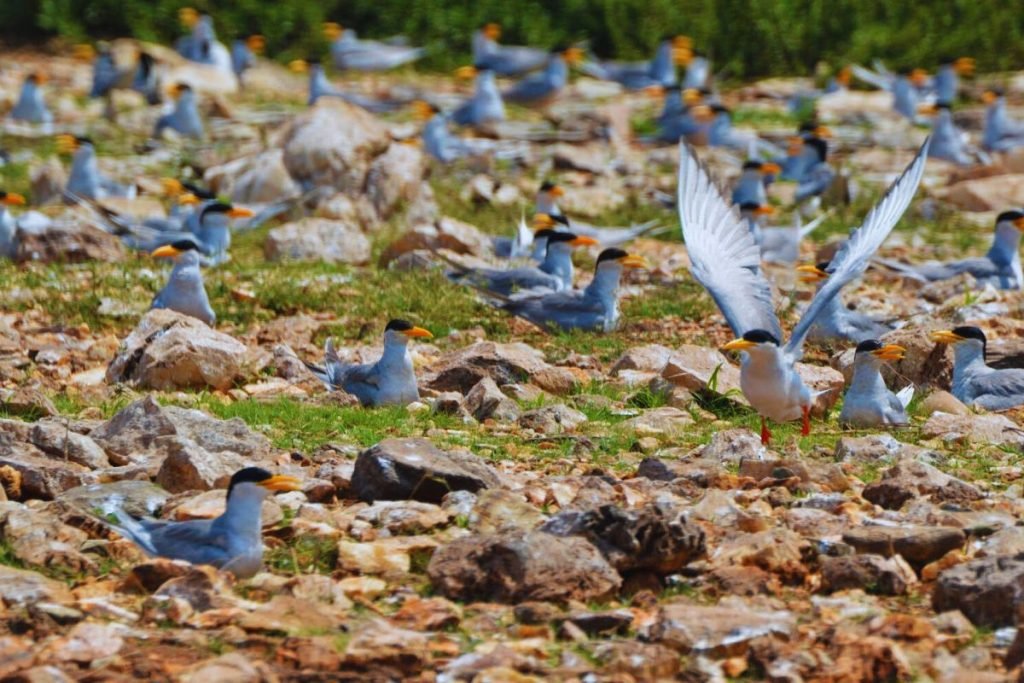 River Tern in Rajaji