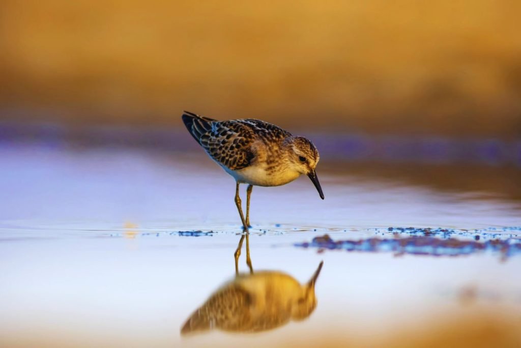 Stint Species in Rajaji National Park