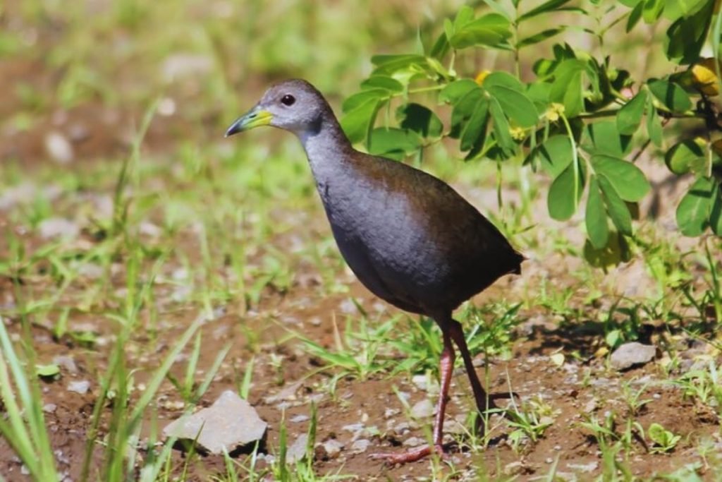 Brown Crake in Rajaji National Park