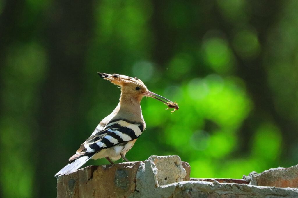 Hoopoes in Rajaji