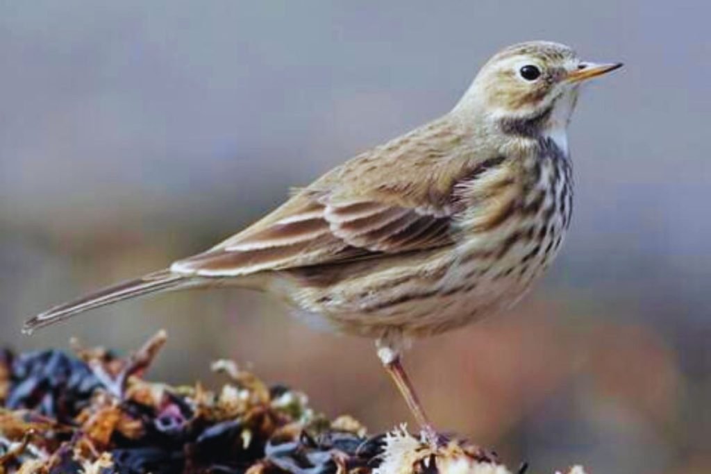 Wagtails and Pipits
