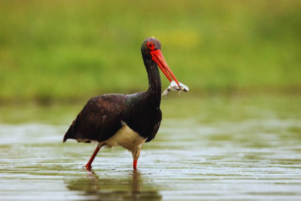 Black Stork in Rajaji