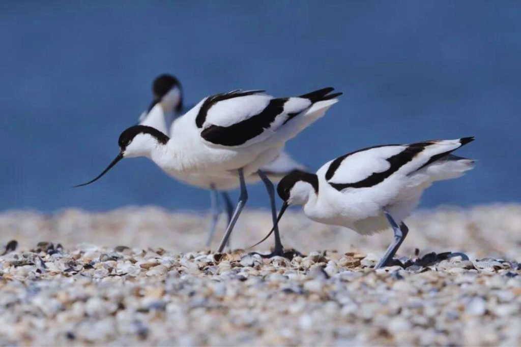 Pied Avocets