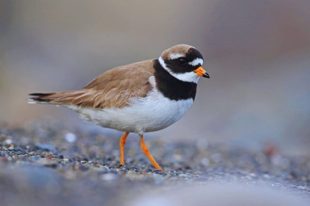 Little Ringed Plover